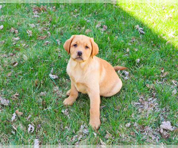 Medium Photo #3 Labrador Retriever Puppy For Sale in SYRACUSE, IN, USA