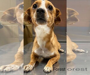 Chiweenie Dogs for adoption in Rockaway, NJ, USA