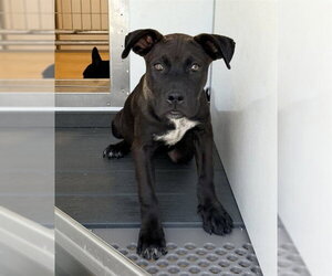 Mutt Dogs for adoption in San Bernardino, CA, USA