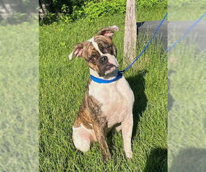 Boxer Dogs for adoption in Dumont, NJ, USA