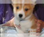 Puppy Benji  Puppy 3 Pembroke Welsh Corgi