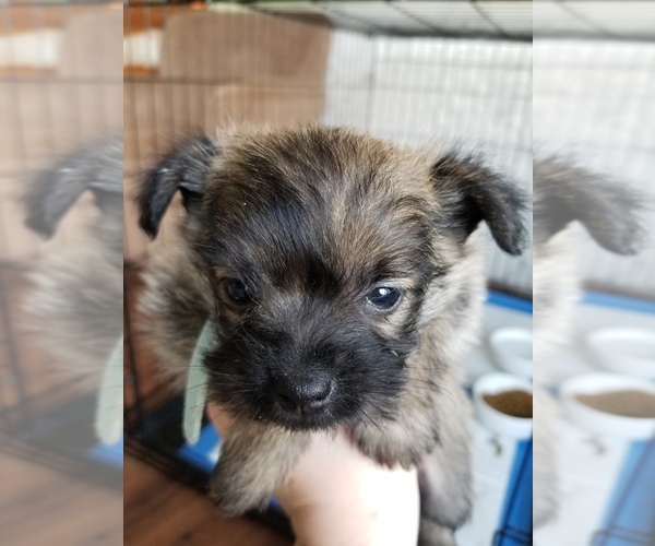 Medium Photo #6 Pom-A-Nauze Puppy For Sale in CANBY, OR, USA