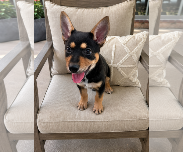 Medium Photo #1 Australian Kelpie-Unknown Mix Puppy For Sale in Euless, TX, USA