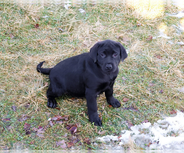 Medium Photo #2 Labrador Retriever Puppy For Sale in SYRACUSE, IN, USA