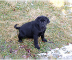Small #1 Labrador Retriever