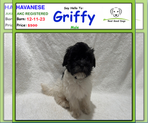 Maltipoo Puppy for sale in ALBION, IN, USA