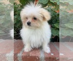 Small Photo #1 Pom-A-Poo Puppy For Sale in TEMECULA, CA, USA