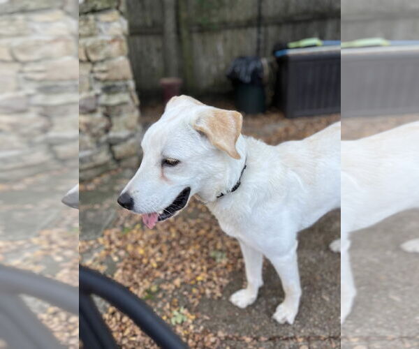 Medium Photo #6 Great Pyrenees-Unknown Mix Puppy For Sale in Fort Worth, TX, USA