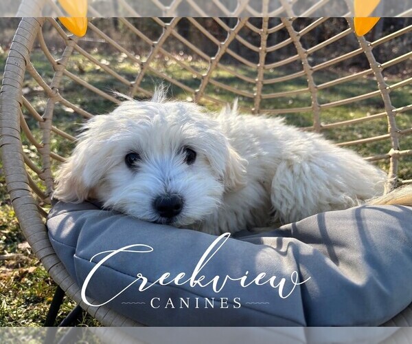 Medium Photo #29 Havachon Puppy For Sale in NIANGUA, MO, USA