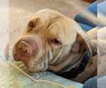 Small Chinese Shar-Pei Mix