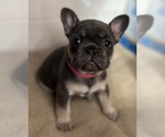 Small Photo #5 French Bulldog Puppy For Sale in IPSWICH, MA, USA