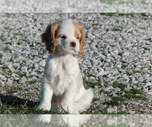 Cocker Spaniel Dogs for adoption in CROSS TIMBERS, MO, USA