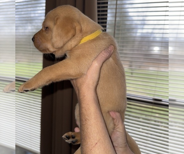 Medium Photo #25 Labrador Retriever Puppy For Sale in ELIZABETH, WV, USA