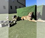 Small Photo #2 Labrador Retriever-Mountain Cur Mix Puppy For Sale in garner, NC, USA