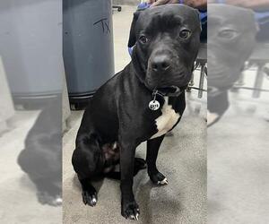 Mutt Dogs for adoption in Forestville, MD, USA