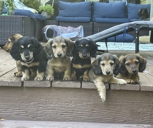 Dachshund Litter for sale in LANEXA, VA, USA