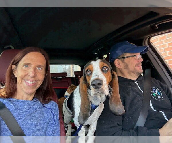 Medium Photo #8 Bagle Hound Puppy For Sale in Boonton, NJ, USA