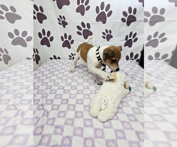 Medium Photo #2 Rat Terrier-Unknown Mix Puppy For Sale in Metairie, LA, USA