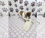 Small #1 Rat Terrier Mix