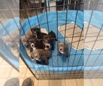 Puppy Puppy 2 American Bully