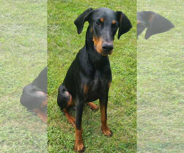 Medium Photo #7 Doberman Pinscher Puppy For Sale in Minneaoplis, MN, USA
