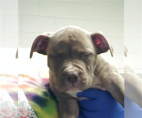 Medium Photo #1 Mutt Puppy For Sale in Fayetteville, NC, USA