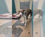 Small Staffordshire Bull Terrier Mix