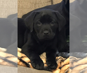 Labrador Retriever Puppy for sale in BARNEVELD, WI, USA