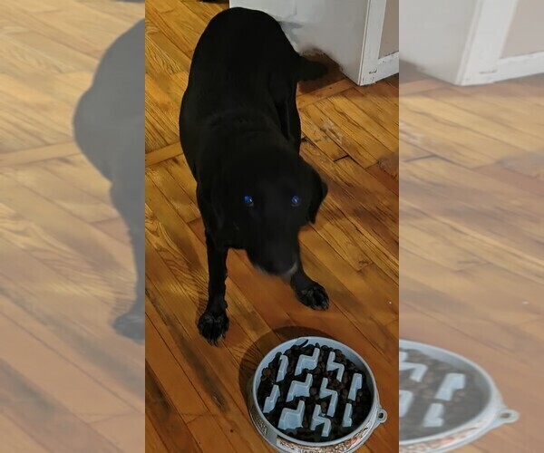 Medium Photo #1 Labradoodle Puppy For Sale in SUMMERVILLE, SC, USA