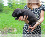 Puppy Puppy 5 Great Dane