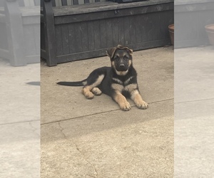 German Shepherd Dog Puppy for sale in BATTLEFIELD, MO, USA