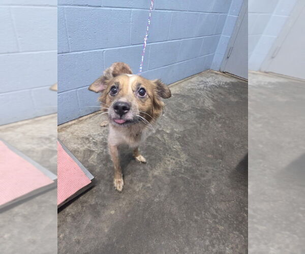 Medium Photo #2 Mutt Puppy For Sale in Evansville, IN, USA