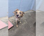 Small #1 Mutt