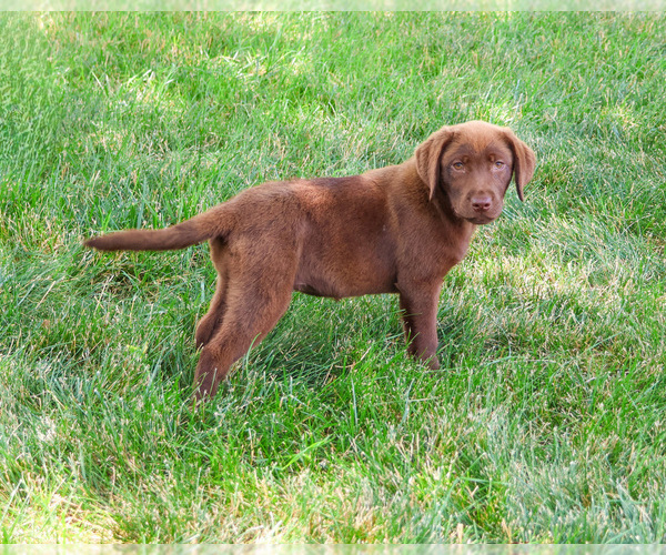 Medium Photo #5 Labrador Retriever Puppy For Sale in SYRACUSE, IN, USA
