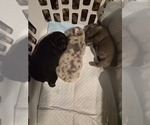 Frenchie - Male French Bulldog Puppy for Sale - Photo #7