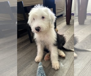 Old English Sheepdog Puppy for sale in BARSTOW, CA, USA