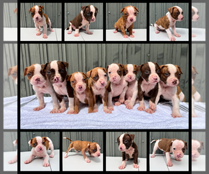 American Bulldog Puppy for sale in MIAMI, FL, USA