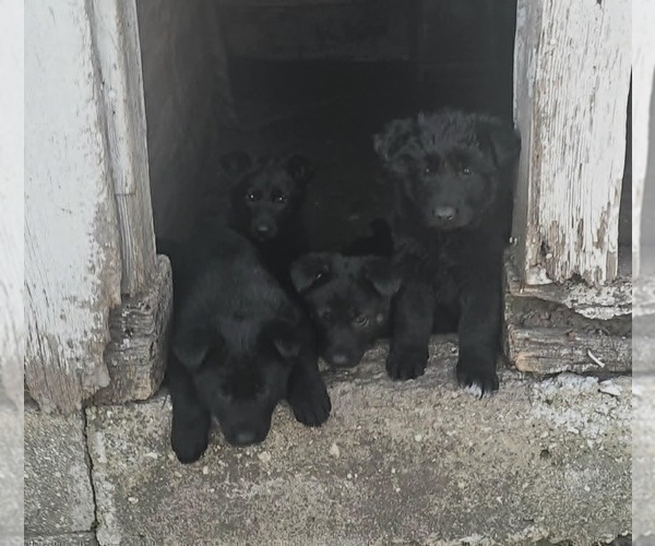 Medium Photo #1 German Shepherd Dog Puppy For Sale in JERSEYVILLE, IL, USA