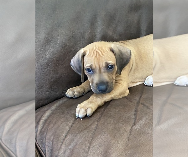Medium Photo #22 Rhodesian Ridgeback Puppy For Sale in KELLER, TX, USA