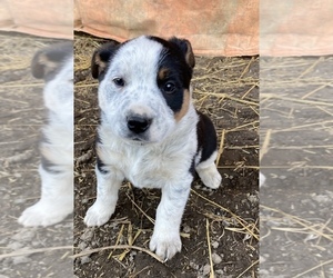 Texas Heeler Puppy for sale in MINERVA, OH, USA
