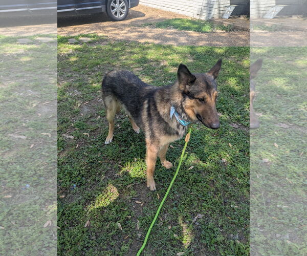 Medium Photo #8 Shollie Puppy For Sale in Munford, TN, USA