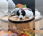 Small Photo #16 Goldendoodle mix (+ Poodle Miniature) Puppy For Sale in HAYDEN, AL, USA