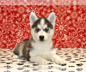 Pomsky Puppy for sale in DENVER, PA, USA