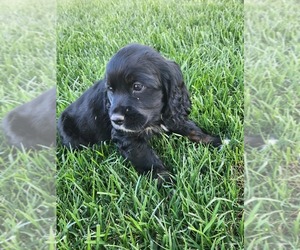 Cocker Spaniel-English Springer Spaniel Mix Puppy for sale in BAYLISS, CA, USA