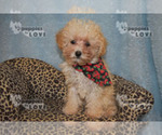 Small Photo #1 Poodle (Toy) Puppy For Sale in SANGER, TX, USA