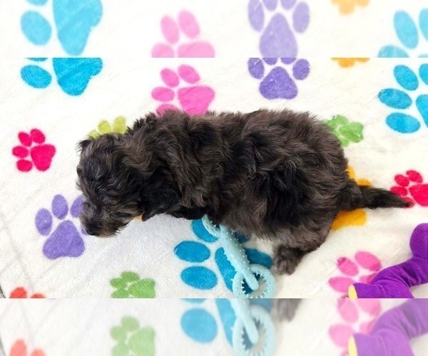 Medium Photo #2 Cavapoo (Miniature)-Poodle (Toy) Mix Puppy For Sale in ORO VALLEY, AZ, USA