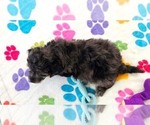 Justin - Male Cavapoo (Miniature)-Poodle (Toy) Mix Puppy for Sale - Photo #2