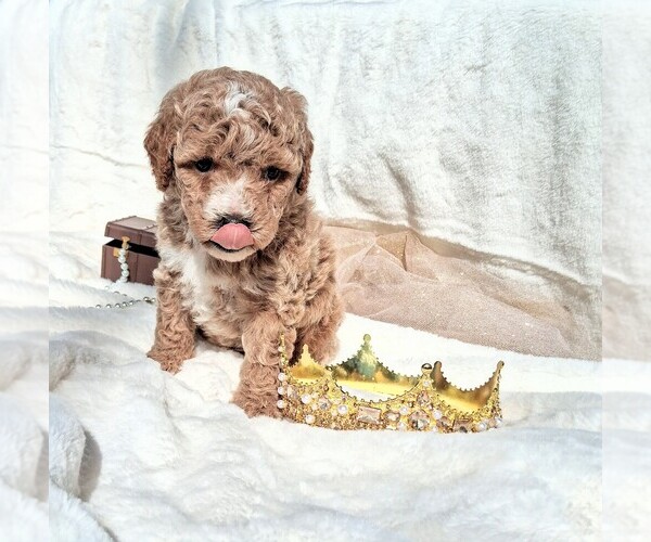 Medium Photo #2 Goldendoodle (Miniature) Puppy For Sale in GASTONIA, NC, USA