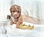 Small #1 Goldendoodle (Miniature)