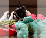 Small #3 Boxer Mix